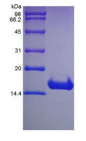 SDS-PAGE CDKN2A-10H.jpg